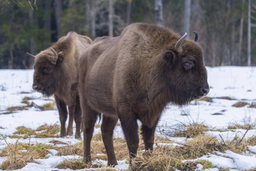 Wild European bison in the forest of the Carpathians   