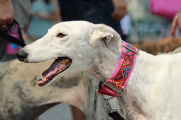 Fototapeta premium galgo con martingala
