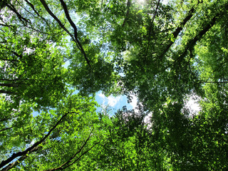 paradisiac forest covered with green leafs
