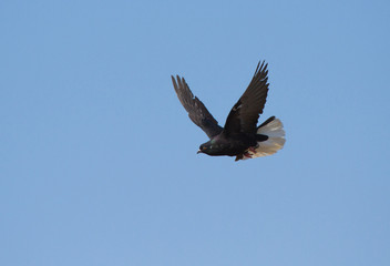 Rock dove (Columba livia) in flight, Kalmykia, Russia