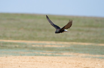 Rock dove (Columba livia) in flight, Kalmykia, Russia