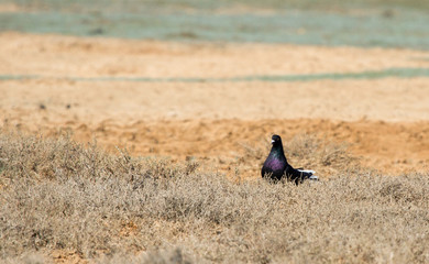 Rock dove (Columba livia) on the field, Kalmykia, Russia