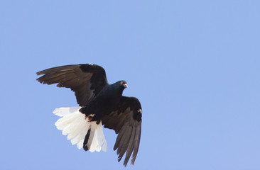 Rock dove (Columba livia) in flight, Kalmykia, Russia