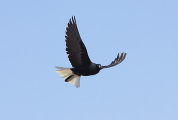 Rock dove (Columba livia) in flight, Kalmykia, Russia