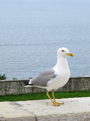 Fototapeta na wymiar seagull in the beach isolated on the street