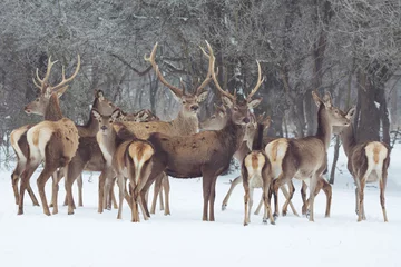 Papier Peint photo Cerf Red deer portrait on snow and forest in winter time