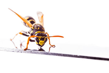 Wasp on a metal surface isolated