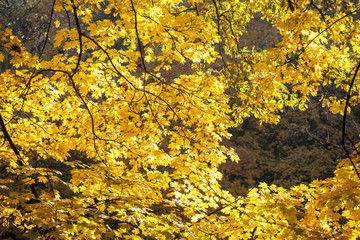 Autumn in park Aleksandriya
