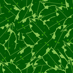 Fototapeta na wymiar seamless foliage pattern. detailed botanical illustrations of exotic leaves ficus.