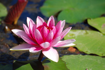 NENÚFAR, ESTANQUE, CHARCA. JARDÍN ZEN