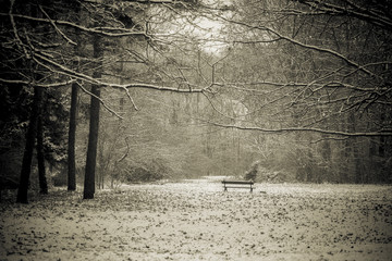 It's snowing in the Alexandria Park. Bila Tserkva. - obrazy, fototapety, plakaty