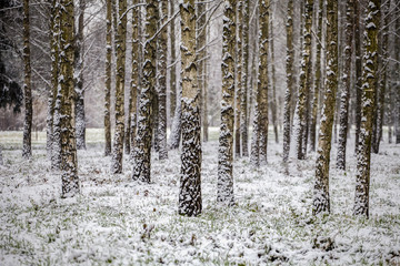 It's snowing in the Alexandria Park. Bila Tserkva.