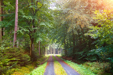 Fall in the Forest