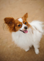 Papillon dog standing looking up