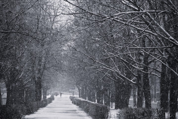 Winter in the park. Bila Tserkva.