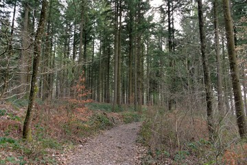 Fototapeta premium Forêt