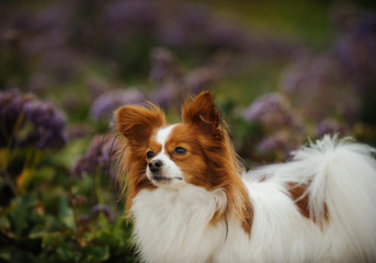 Papillon dog sitting in field of spring flowers