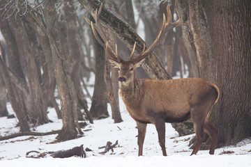 Red deer in winter