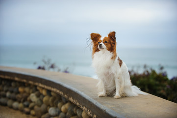 Papillon dog sitting on stone wall by ocean beach