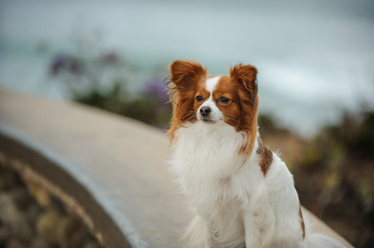 Papillon dog sitting on wall by ocean