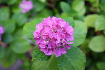 fleur d'été