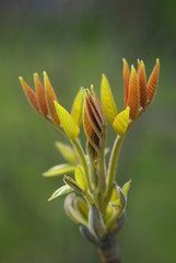 Fototapeta premium Orzech włoski