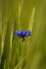 Bławatek © Piotr Ciździel