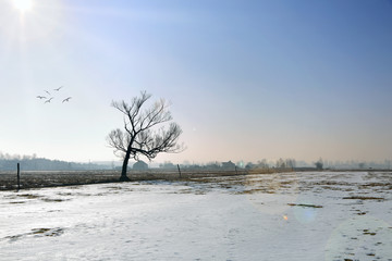 Samotne drzewo w polu pod śniegiem, ptaki.