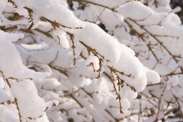 Winter forest in Raeren Belgium