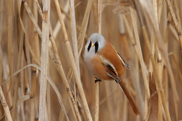 Усатая синица. Самец. © reznik_ov
