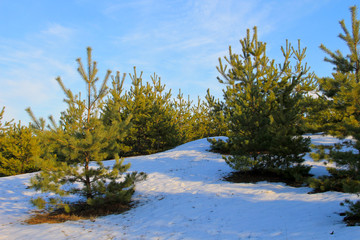 Green pine trees in forest on winter