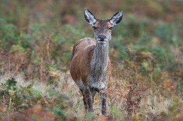Red Deer Hind (Cervus elaphus)/Red Deer Hind in thick bracken