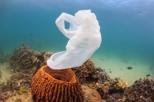 A torn plastic bag drifts over a tropical coral reef causing a hazard to marine life such as turtles
