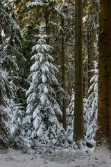 Winter forest in Raeren Belgium