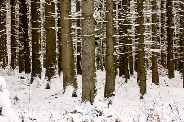 Obraz premium Winter forest in Raeren Belgium