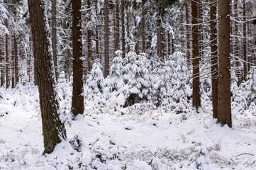 Fototapeta premium Winter forest in Raeren Belgium