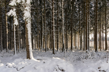 Winter forest in Raeren Belgium
