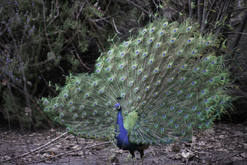Fototapeta premium birds, bird, peacock