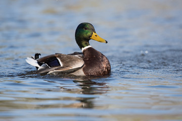Mallard, Duck, Anas platyrhynchos