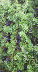 juniper branch with blue berries