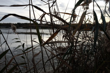 roseaux sur un lac