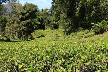 Tea plants at Nuwara Eliya, Sri Lanka