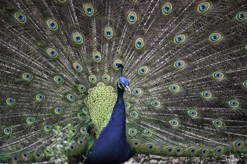 peacock, bird