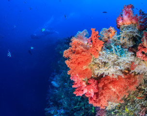 Fototapeta na wymiar SCUBA divers on a deep, colorful, coral reef wall
