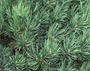 background of green spruce branches