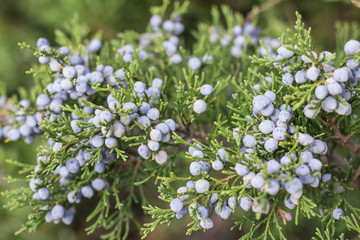 juniper branch with blue berries