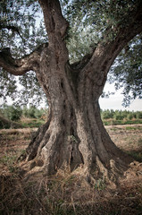 Fototapeta na wymiar big olive