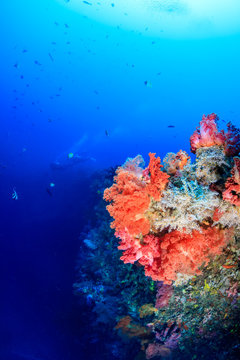 SCUBA divers in silhouette next to colorful pink and orange soft corals on a deep tropical reef