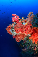 Colorful pink and orange soft corals on a deep coral reef wall