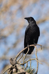 Carrion Crow, Crow, Corvus Corone